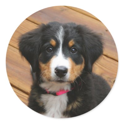 Bernese Mountain Puppy Stickers by shellmart