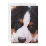 Bernese untain Dog Invitation