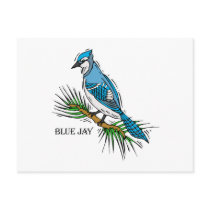 Bernie Blue Jay Post Cards
