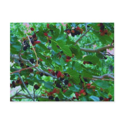 Berries @ Capitol Reef Postcard by sumiko