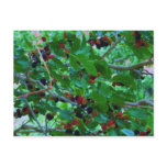 Berries @ Capitol Reef postcards
