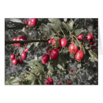 Berries card cards