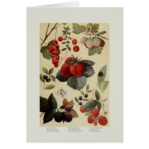 Berries Cards