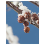 berries in snow personalized flyer