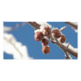 berries in snow customized photo card