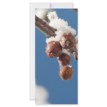 berries in snow rack card