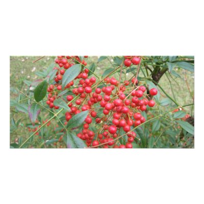 Berries on Nandina Personalized Photo Card by chemistrycourtney