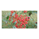 Berries on Nandina photo cards