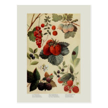 Berries Post Cards