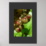 berries posters