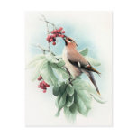 Berries To Eat Post Card