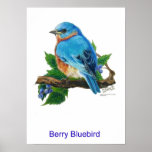 Berry Bluebird posters
