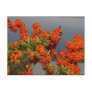 Berry Branch Postcard