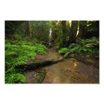 Berry Creek Falls Art Photo