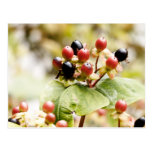 Berry Delightful | Autumn Berries Postcards