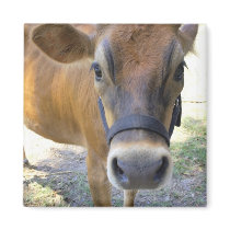 Bessie Magnet