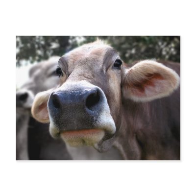 Bessy Says Hi Greeting Card Postcard by DangerousDigital