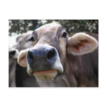 Bessy Says Hi Greeting Card postcards