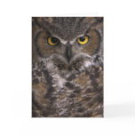 Best Bib and Tucker Greeting Card