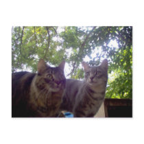 Best Buds Post Cards