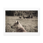 Best Frieds - Dog & Elephants Postcards