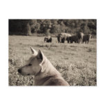 Best Frieds - Dog & Elephants Post Card