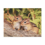 Best Friends Baby Chipmunks Post Card