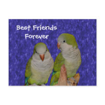 Best Friends Forever Cute Birds Postcard
