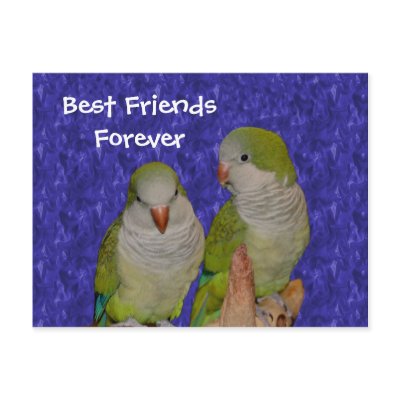 Best Friends Forever Cute Birds Postcard by SmilinEyesTreasures