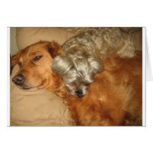 Best Friends Golden Retriever and Maltipoo Greeting Card