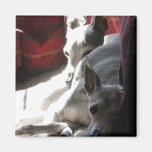 "Best Friends" italian greyhound photo Refrigerator Magnets