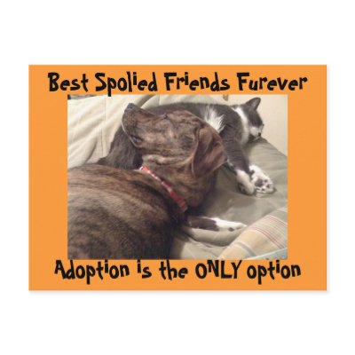 Best Spolied Friends Postcard by sunsett76