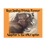 Best Spolied Friends Postcard