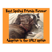 Best Spolied Friends Postcard