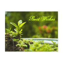 Best wishes -  postcards