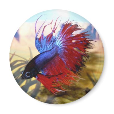 Beta fish magnets by MartinisMommy