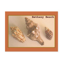 Bethany Shells Postcard