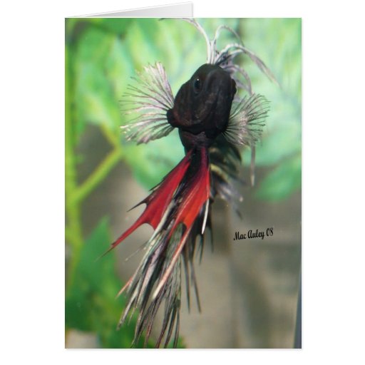 Betta fish Greeting card