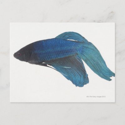 betta fish male