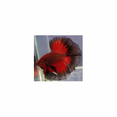 Betta Fish Sculpture Photo Cut Outs by reeyia