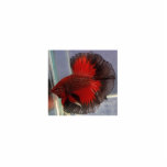 Betta Fish Sculpture photo sculptures