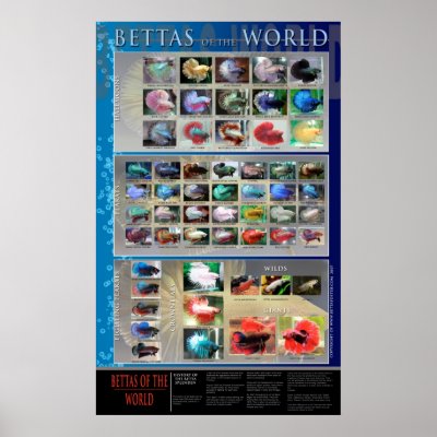 Betta Poster by binbin9