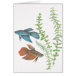 Betta splendens and Rotala indica White Cards