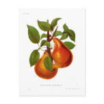 Beurre Durondeau Pear Post Card