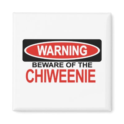 Beware Of Chiweenie Magnet by Bewareofdogs