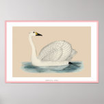 BEWICK'S SWAN PRINT