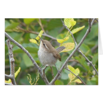 Bewick's Wren Card by naturalphotos