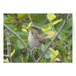 Bewick's Wren cards