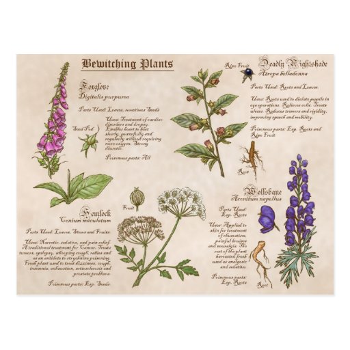 Bewitching Plants Feild Guide Postcard