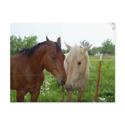 BFF Best Friends Forever - Horses Postcards by JesPiddlin